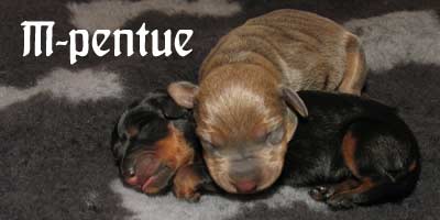 M-pentue