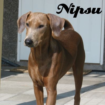 Nipsu