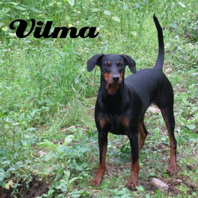 Vilma