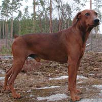 Waltari